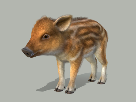  野猪幼崽3d模型 