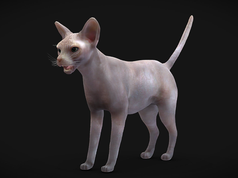  斯芬克斯猫  已绑定3d模型 