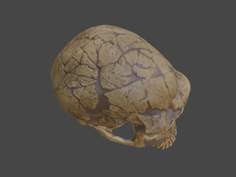  尼安德特人拉费拉西1号行为生物学服务列日大学3d模型 