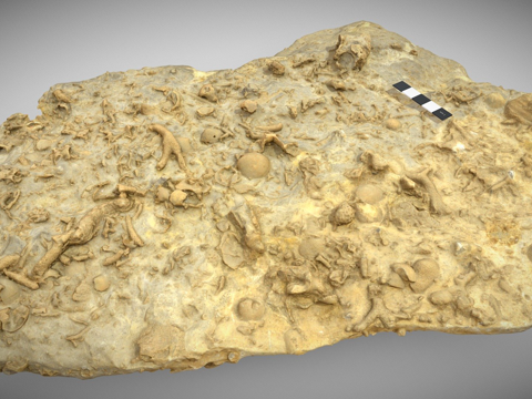  泥盆纪海底3d模型 