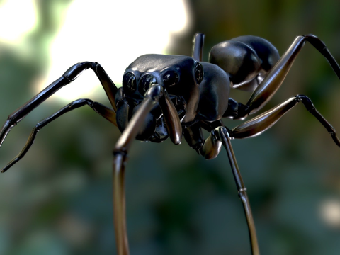  蚁蛛模仿蚂蚁的蜘蛛3d模型 