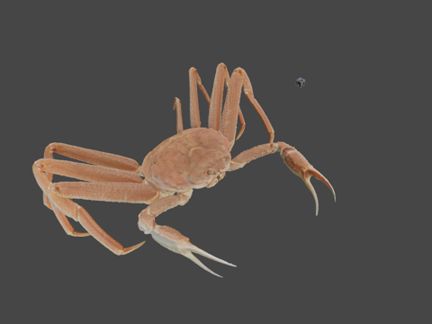  CC0 雄性雪蟹  坦纳蟹C. bairdi3d模型 