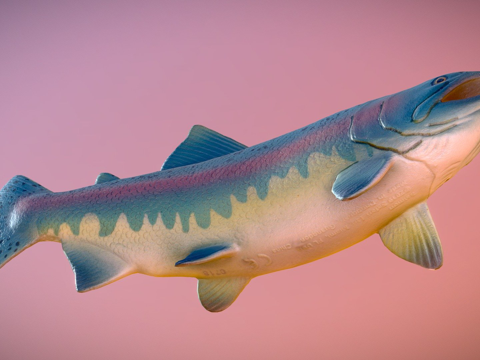  鲑鱼玩具3d模型 