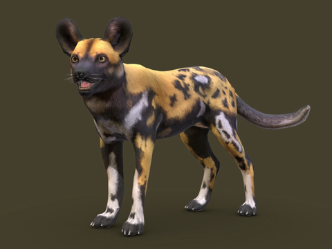  非洲野犬3d模型 