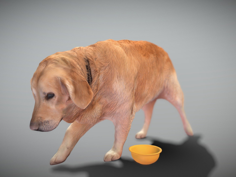  金毛寻回犬 333d模型 