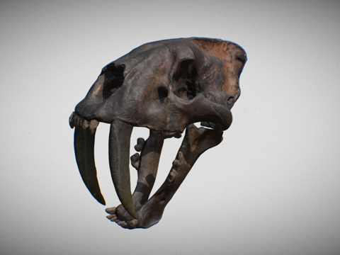  剑齿虎头骨3d模型 