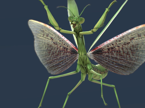  螳螂目螳螂带伪瞳孔动画3d模型 