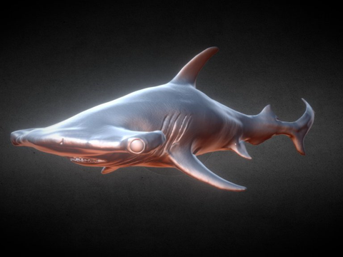  锤头鲨3d模型 