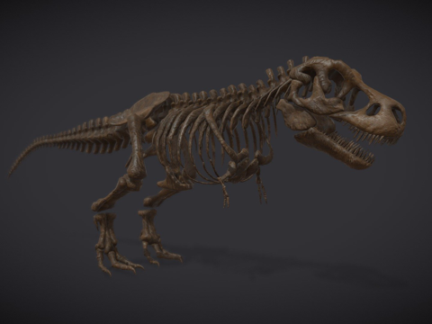  自然历史博物馆  霸王龙3d模型 