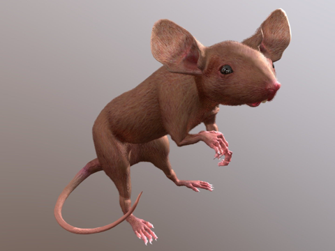  老鼠3d模型 