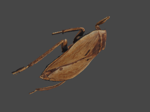  CC0台湾水黾Diplonychus rusticus3d模型 