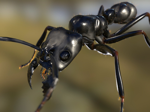  巨恐针蚁3d模型 