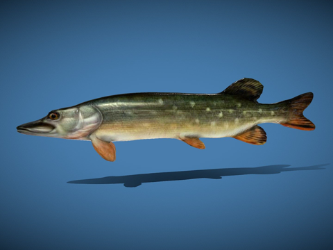  梭子鱼3d模型 