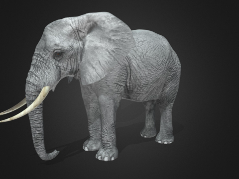  大象  绑定  动画3d模型 