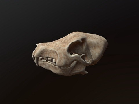  动物头骨3d模型 
