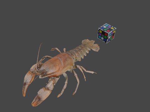  CC0 日本小龙虾   日本小龙虾日本沼虾3d模型 