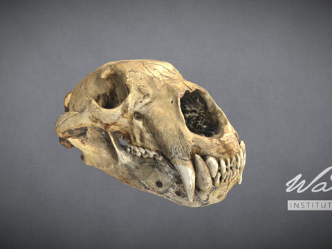  北极熊北极熊头骨3d模型 