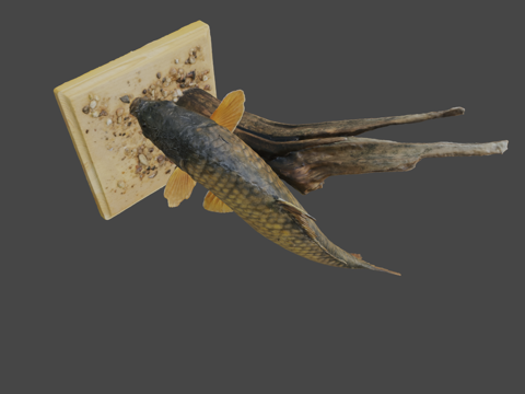  普通鲫鱼鲫鱼3d模型 