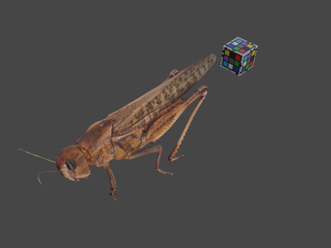  知识共享零 飞蝗   飞蝗飞蝗属3d模型 