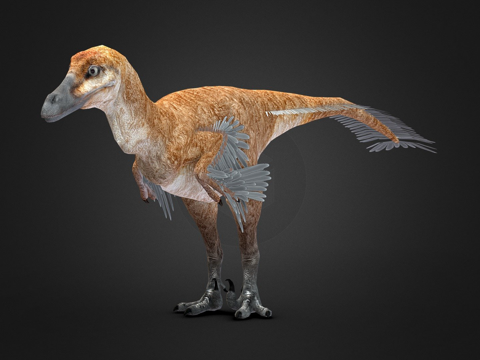  蒙古伶盗龙  已绑定3d模型 