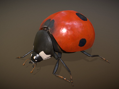  动物界  瓢虫3d模型 