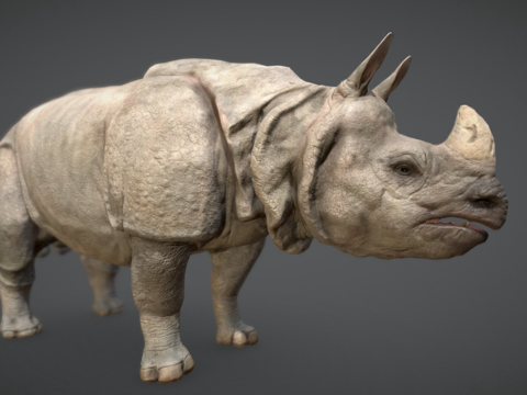  印度犀牛3d模型 