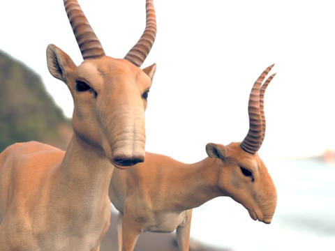  低多边形赛加羚羊真实纹理3d模型 