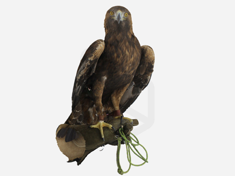  全身扫描  活鹰3d模型 