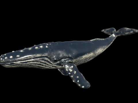  座头鲸动画3d模型 