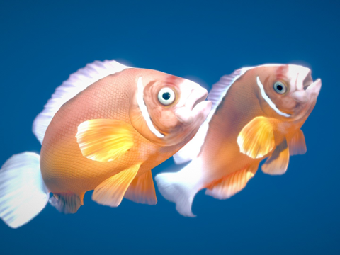  粉色臭鼬小丑鱼3d模型 