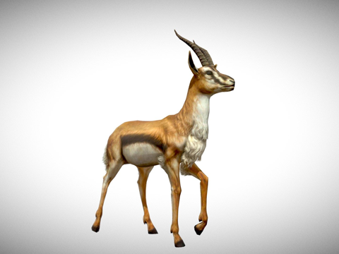  瞪羚3d模型 