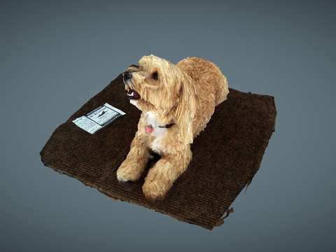  佐伊一只马尔济波犬扫描由QuickPic QP104HR3d模型 