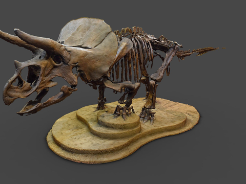  成年化石三角龙3d模型 