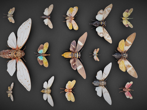  只蝉收藏3d模型 