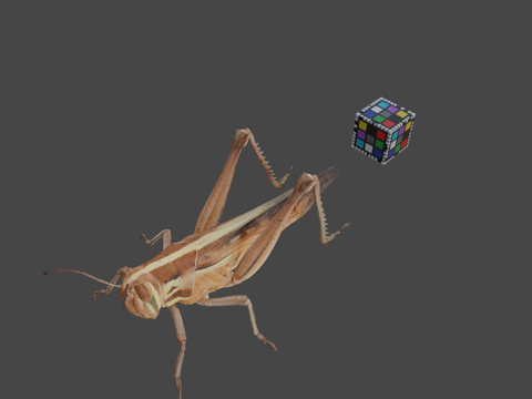  CC0 日本蝗虫   日本飞蝗日本飞蝗3d模型 