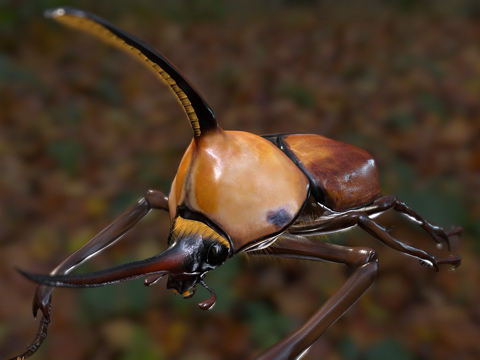  波特金龟3d模型 