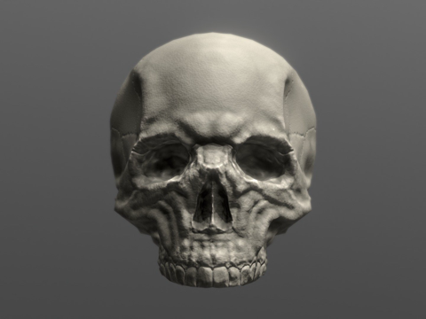  骷髅头骨3d模型 