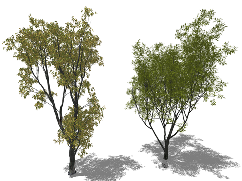 3D旱柳墨西哥梣su模型