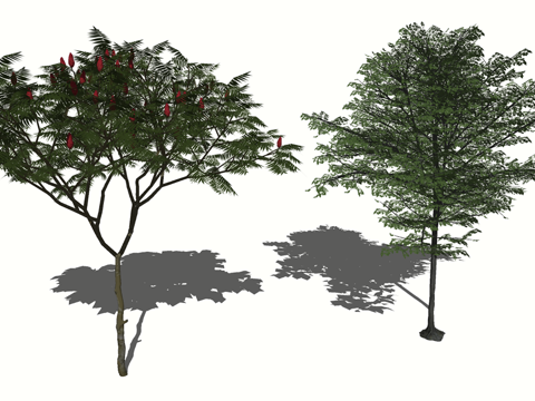 3D红榆树火炬树su模型