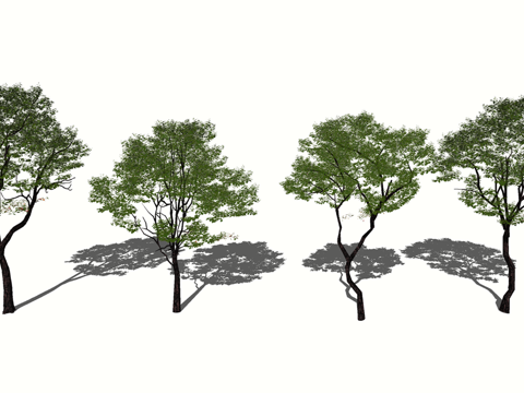 3D槐树朴树枫杨su模型