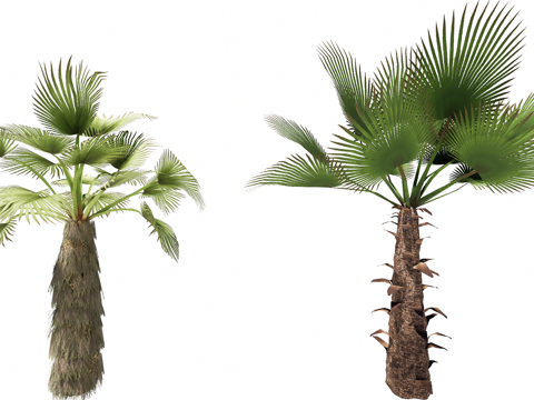 3D大丝葵棕榈su模型