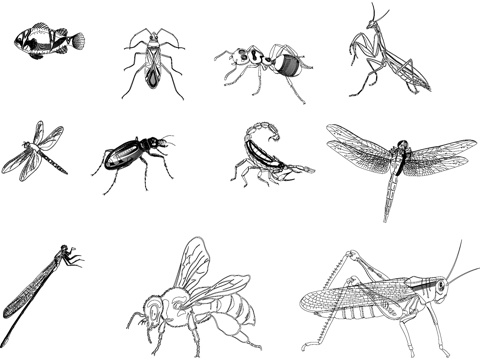 动物昆虫类小品图块CAD施工图集cad施工图cad施工图