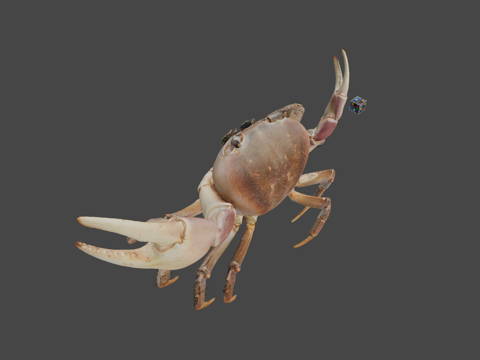  CC0 南方陆蟹   棕色陆蟹食肉陆蟹3d模型 