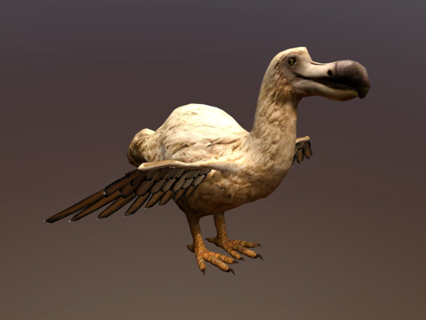  渡渡鸟3d模型 