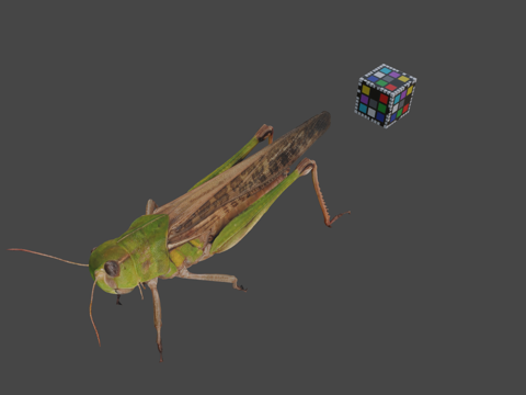  CC0 飞蝗   飞蝗飞蝗ffish.asia  flora3d模型 