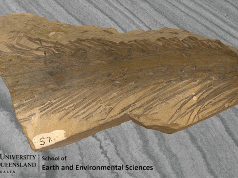  巴拉圭瓦尼亚种3d模型 