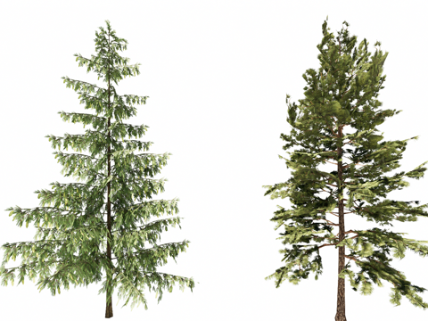 3D云杉凤尾杉su模型