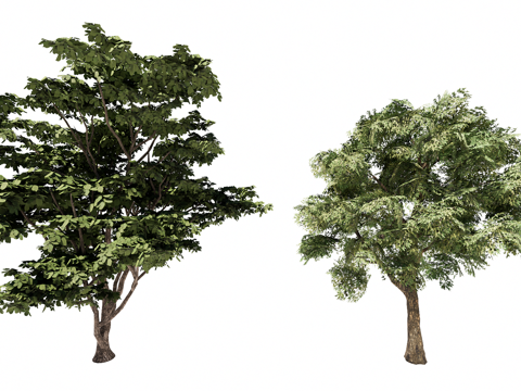 3D火焰树象耳豆su模型