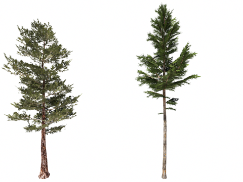 3D南洋杉大果柏su模型