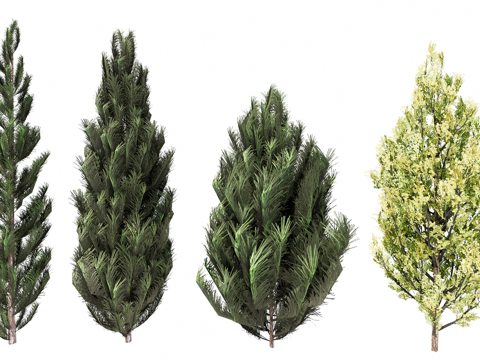 3D松树柏树水椰树su模型